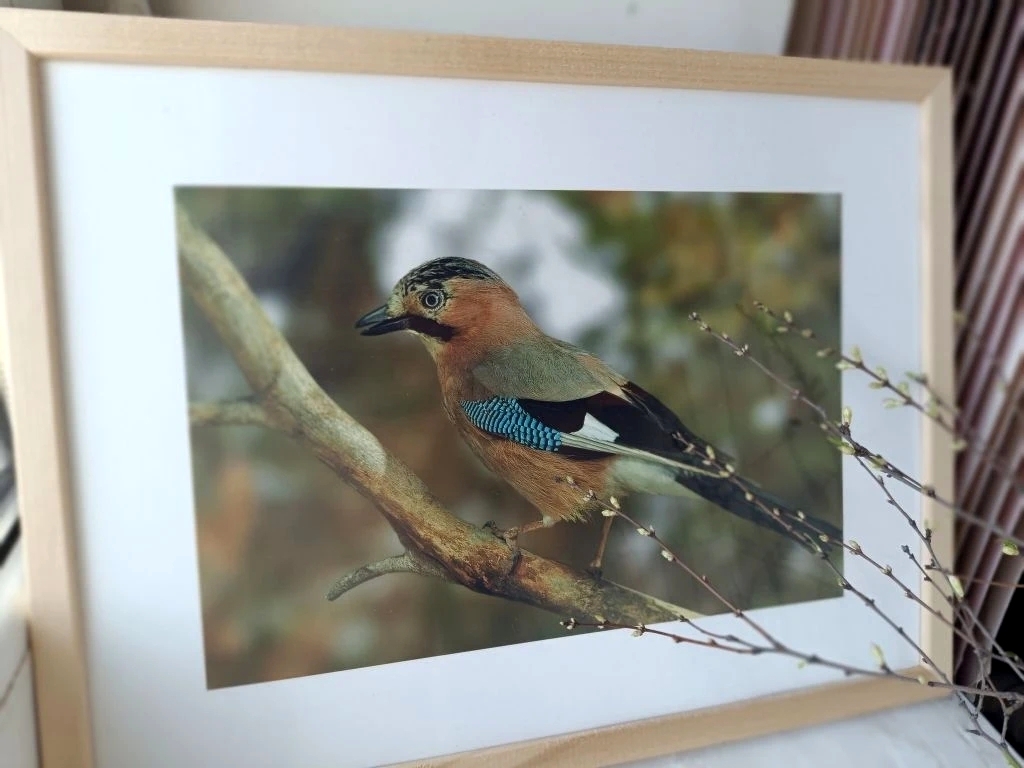 Фотовыставка «Птицы в объективе»
