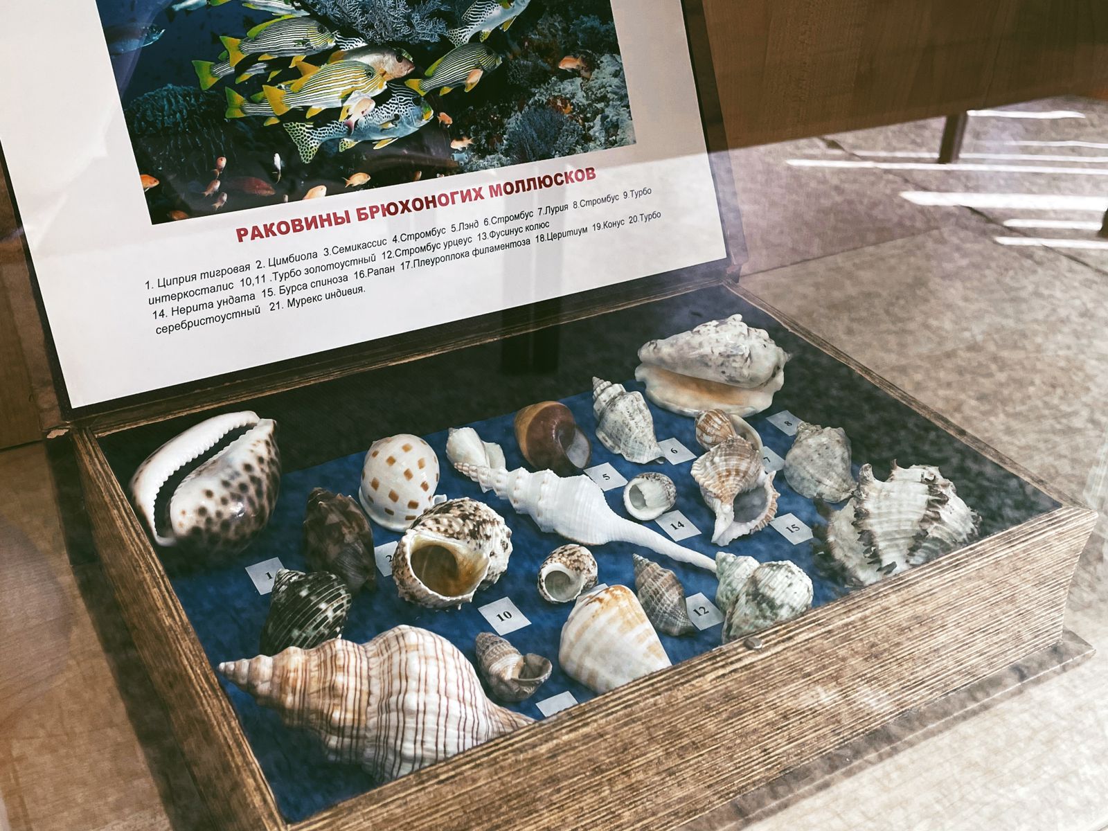 Выставка «Что нам осталось на память от океана Тетис»
