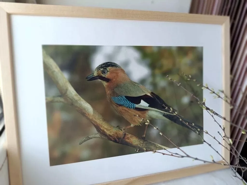Фотовыставка «Птицы в объективе»
